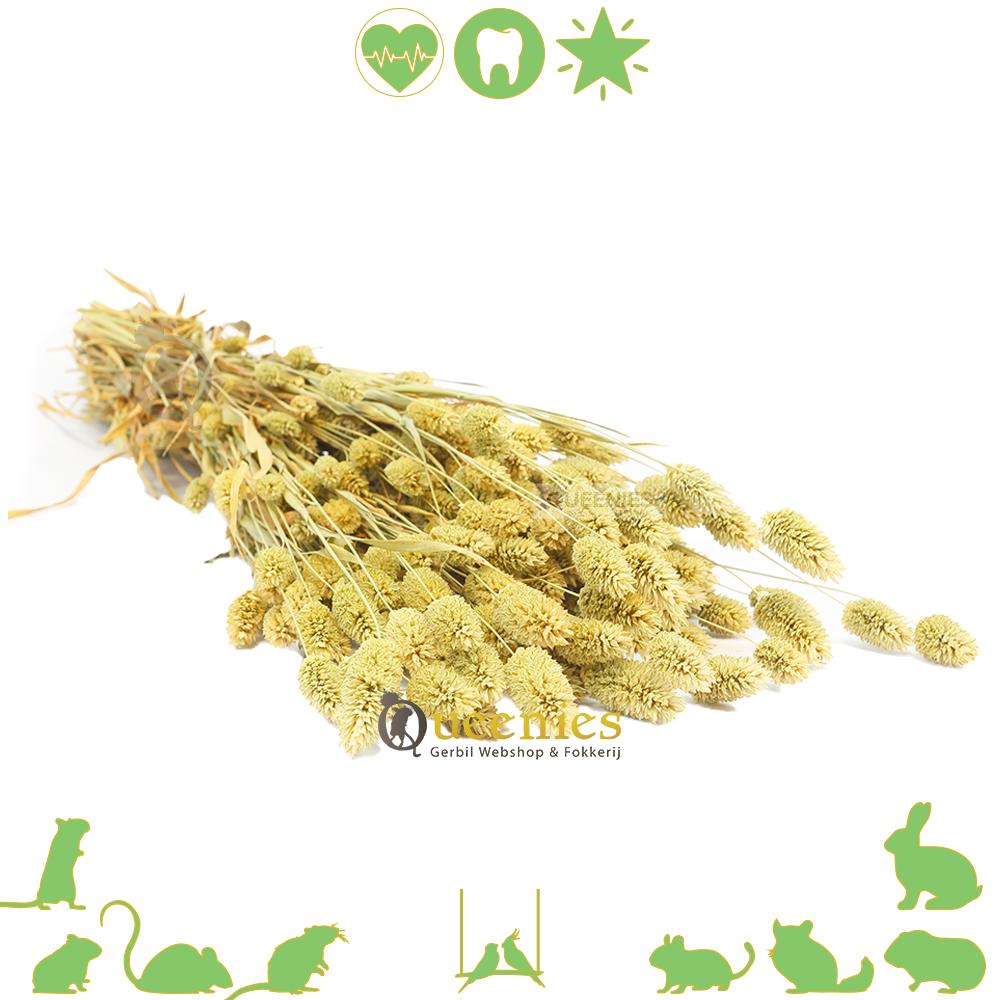 Gedroogde Kanariegras voor Konijnen en Knaagdieren