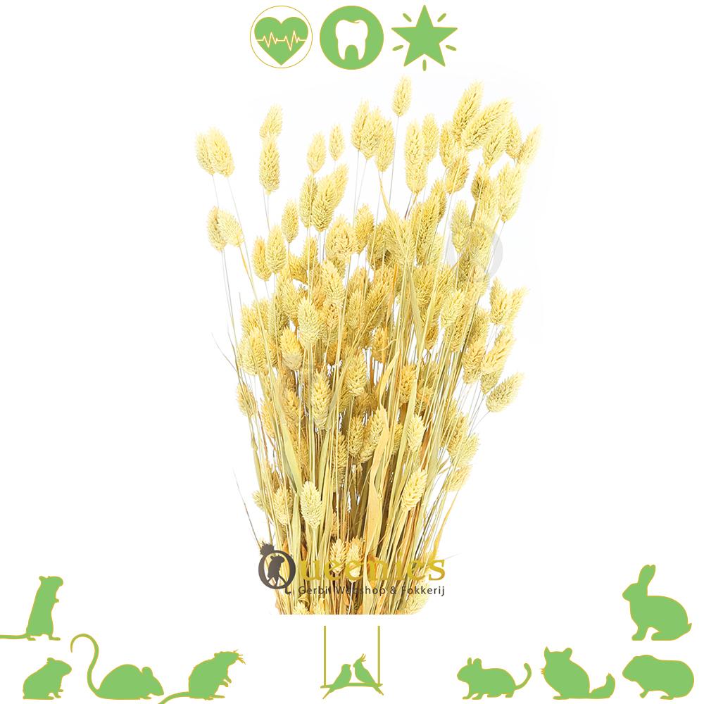 Kanariegras gezonde Konijnen traktatie