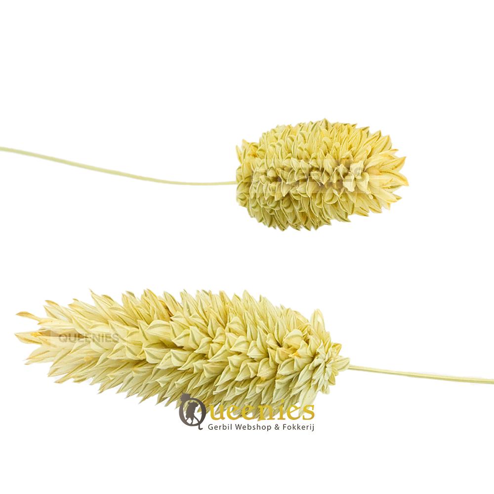 Gedroogde grassoort - Kanariegras in hamsterscape