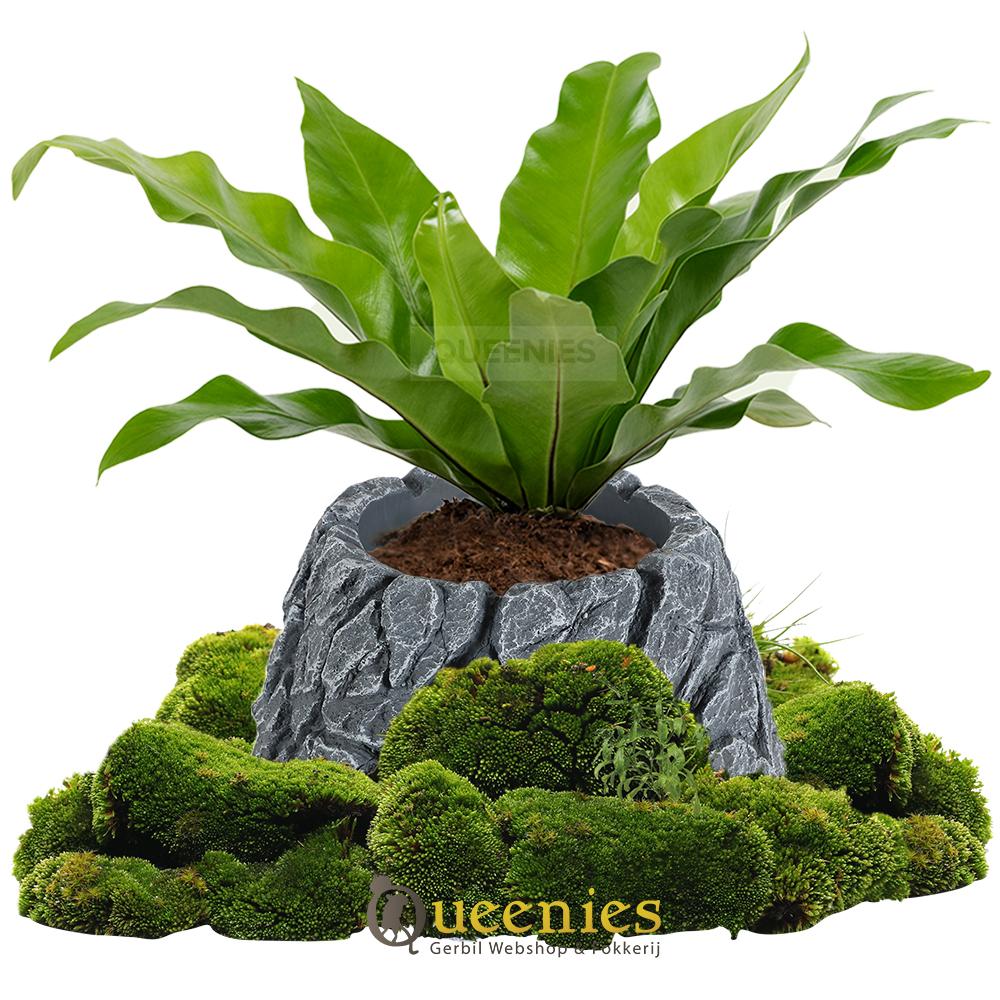 Rots voor Hamsterscaping