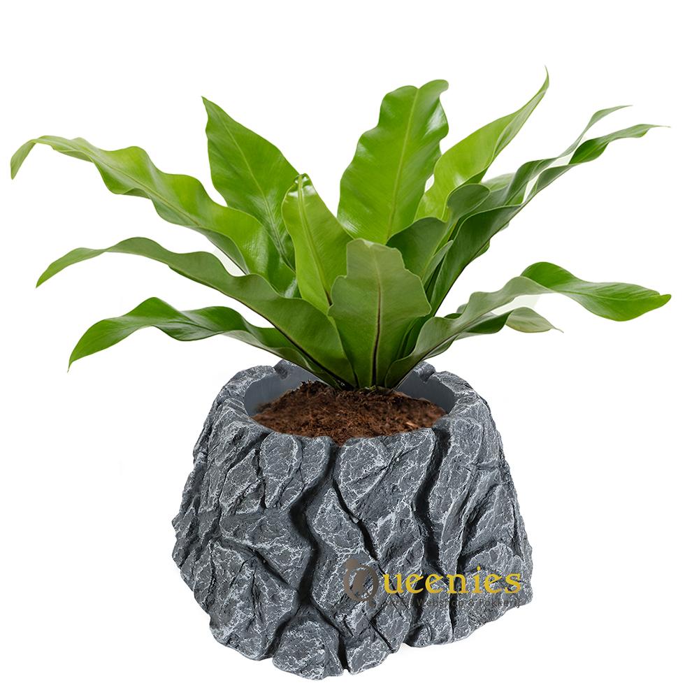 Rots voor Hamsterscaping voor Hamsters