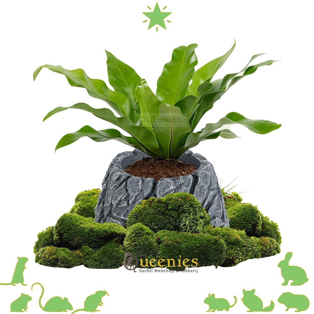 Hamsterscape Rots voor Planten