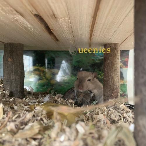 Plateau als schuilplek voor 2 Gerbils