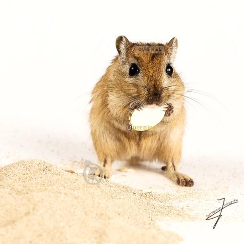 Pompoenpit voor Gerbils