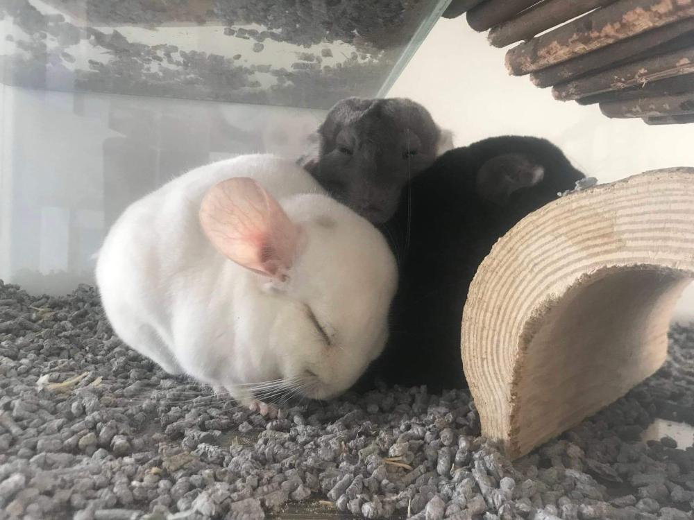Chinchilla\'s in terrarium