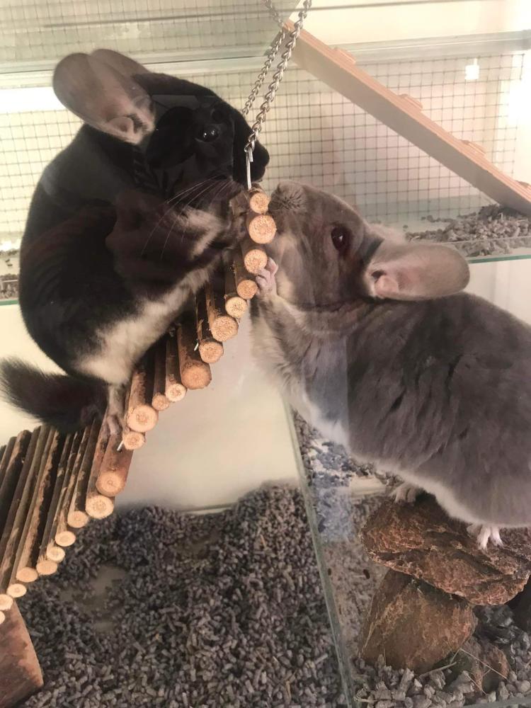 Chinchilla in terrarium met ventilatierooster