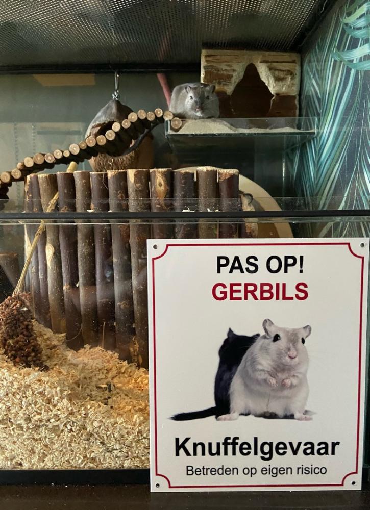 Pas op! Gerbils - Knuffelgevaar