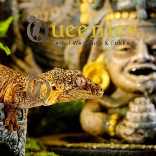 Knaagvaste watervoorziening hamster of gerbil