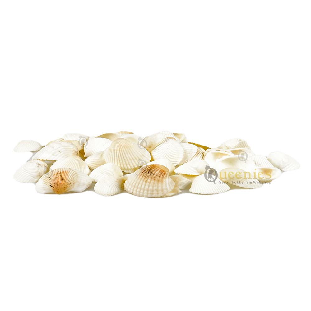 Witte schelpen voor decoratie