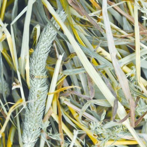 groen hooi met lnage vezels