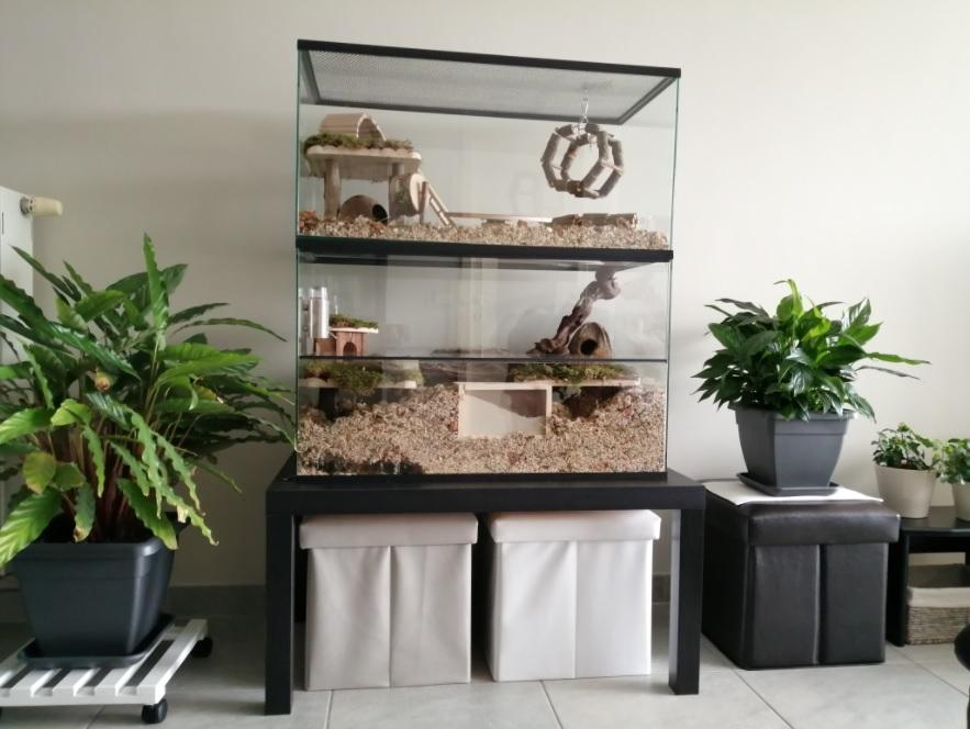 Opzetstuk Gerbilarium 80x40