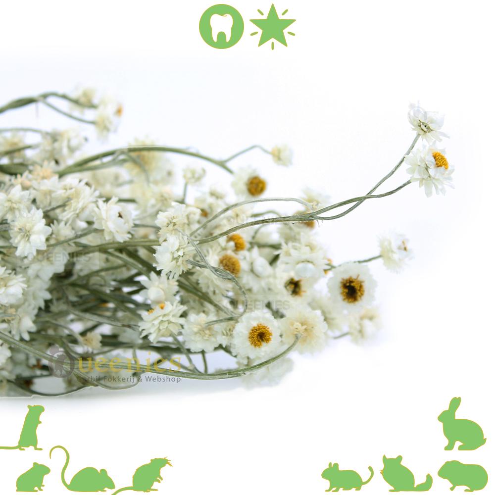 Gedroogde Kamille oogst voor knaagdieren en konijnen