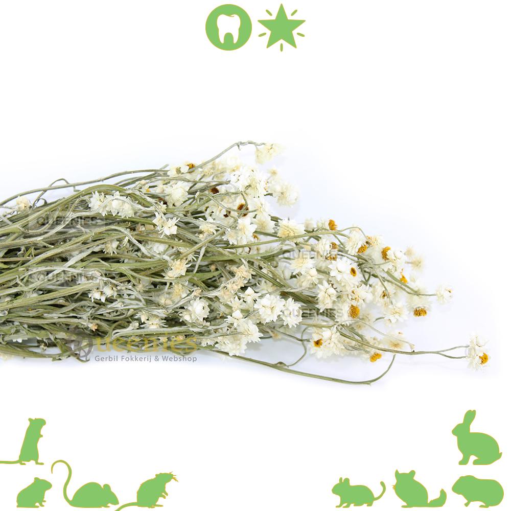 Gedroogde Kamille bos voor knaagdieren en konijnen
