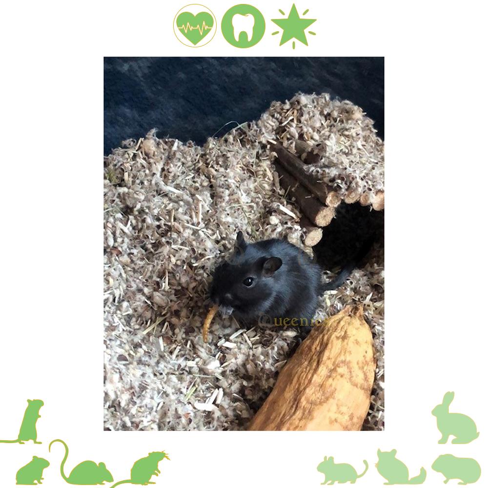 Gerbil die meelworm eet met kapok noot