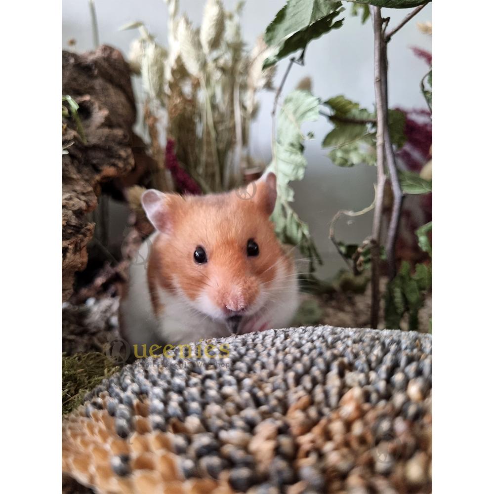 Zonnebloemkop voor Knaagdieren