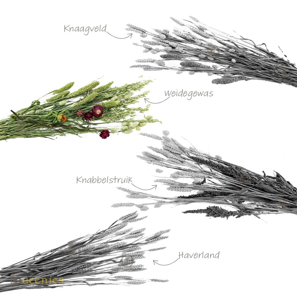 Bouquet weidegewas, grassoorten voor hamsterscape