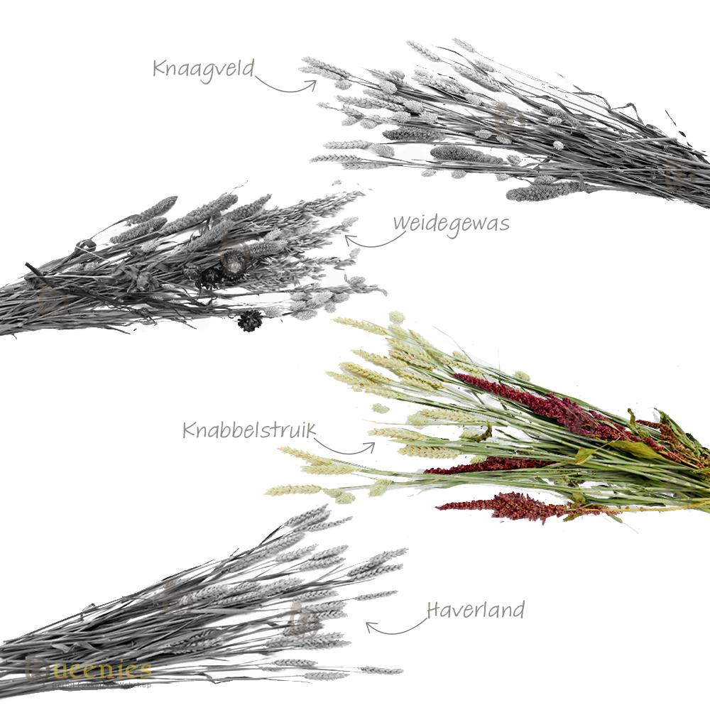 Bouquet Knabbelstruik, grassoorten voor Gerbilscape