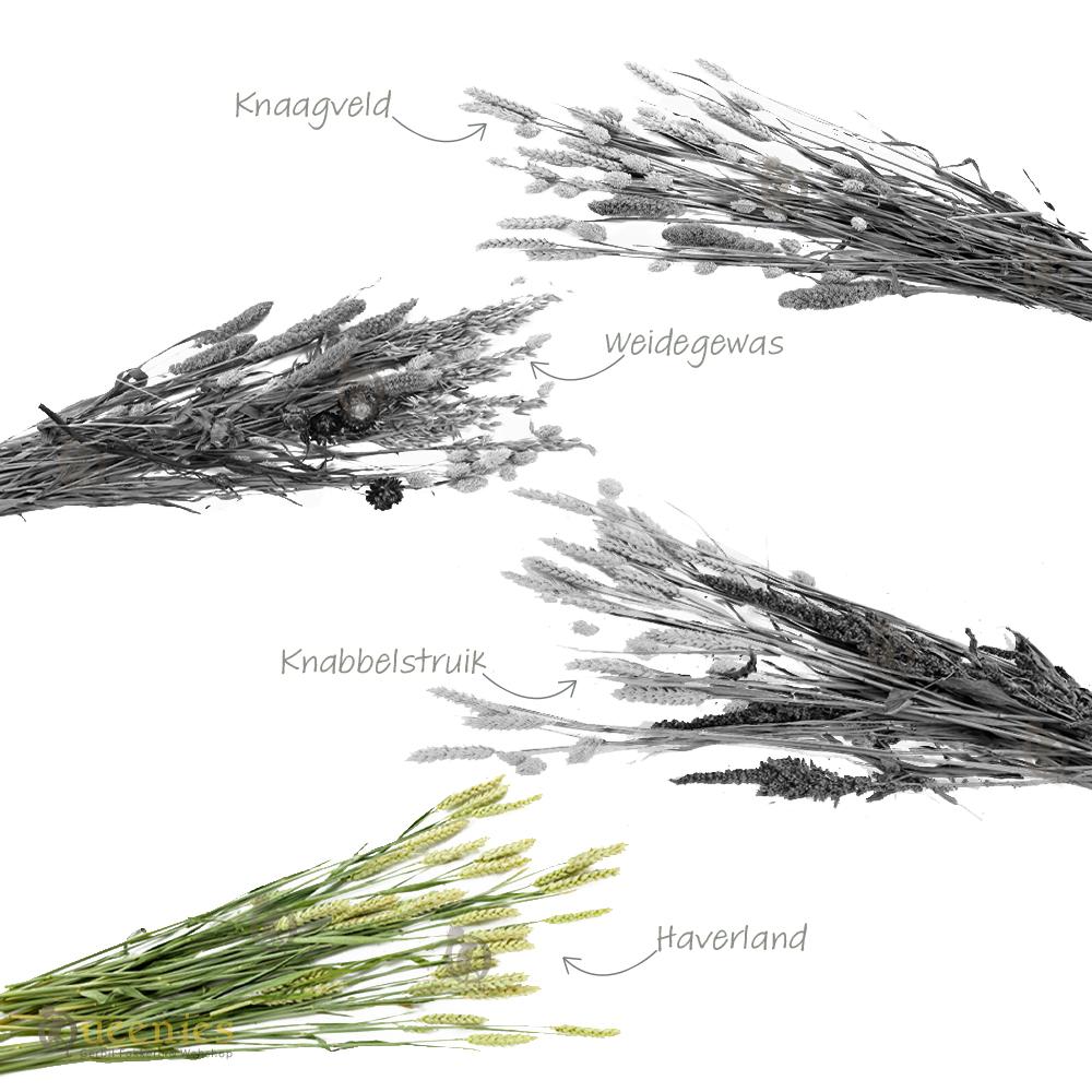 Gerbil Bouquet Haverland, lange haver stelen voor knaagdier
