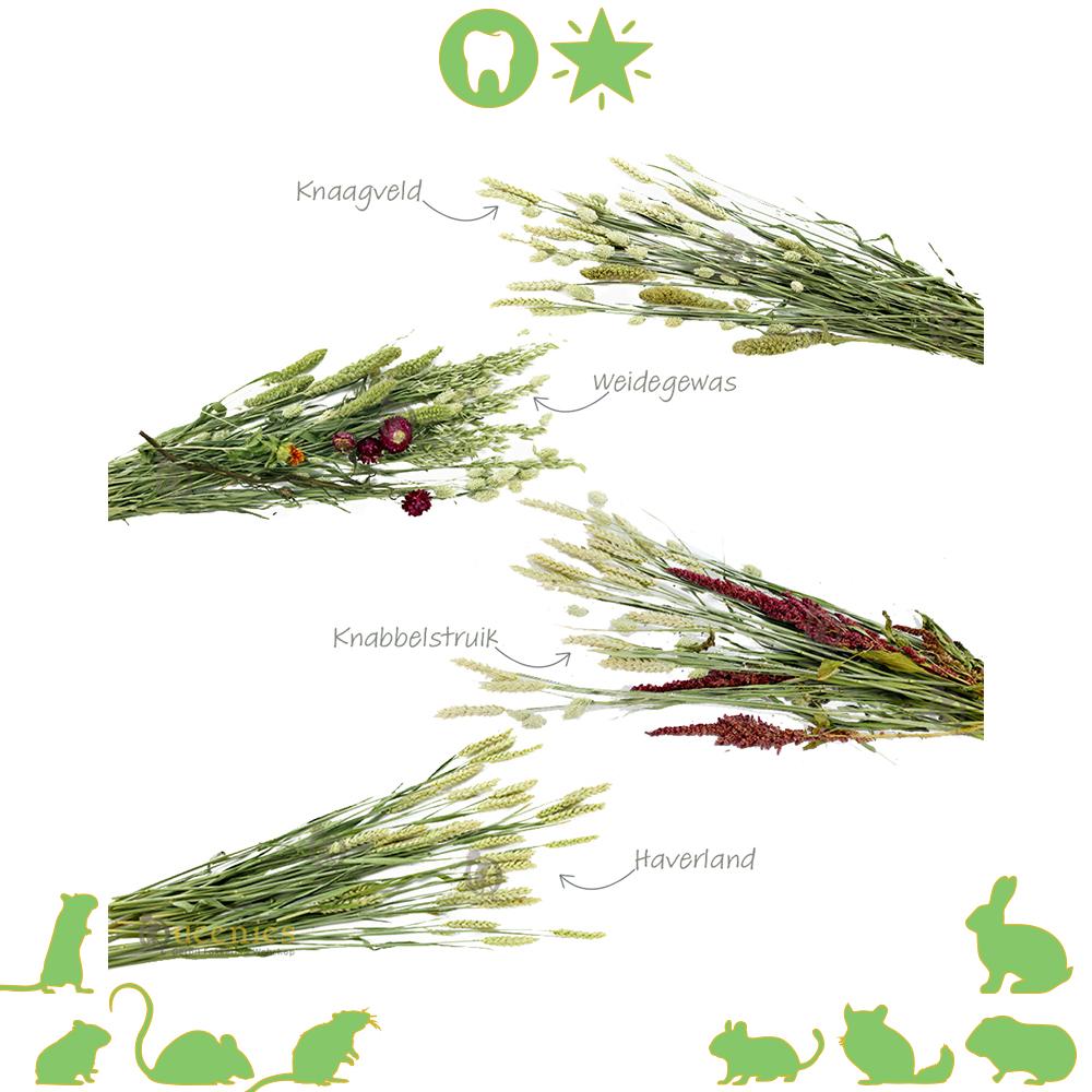 Gerbil Bouquet gedroogde gewassen voor knaagdier