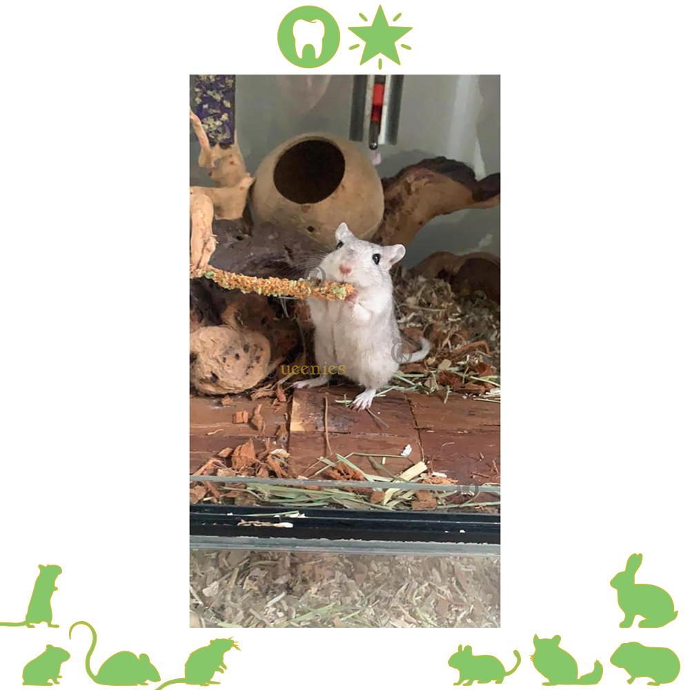 Gerbil met knaagstick in appel smaak