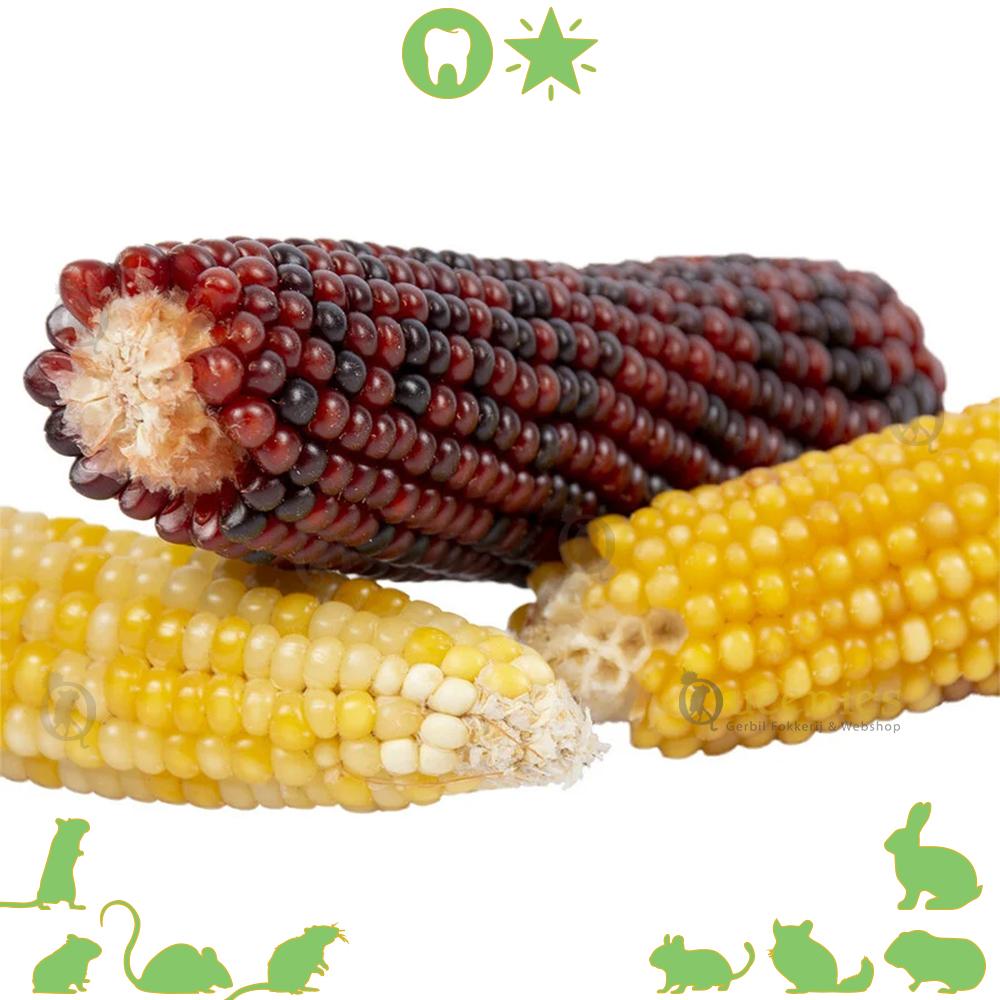 Mini Maiskolfjes voor Knaagdieren en konijnen