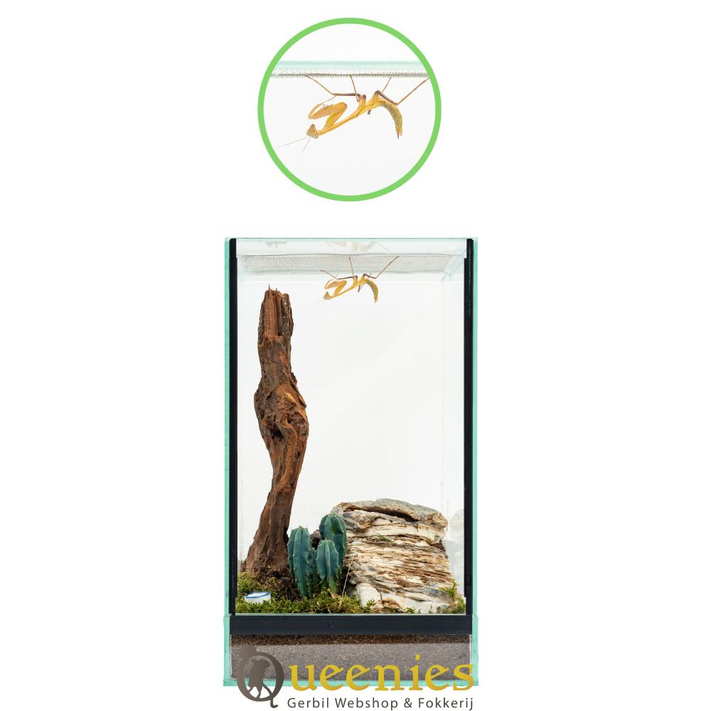 Insecten Terrarium van glas