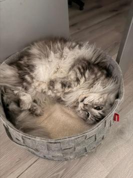 Kattenmand rond met uitneembaar kussen bovenaanzicht