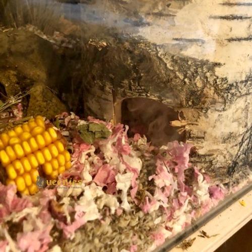 Carefresh paars wit van uber