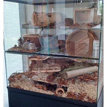 Berkenstam in verblijf