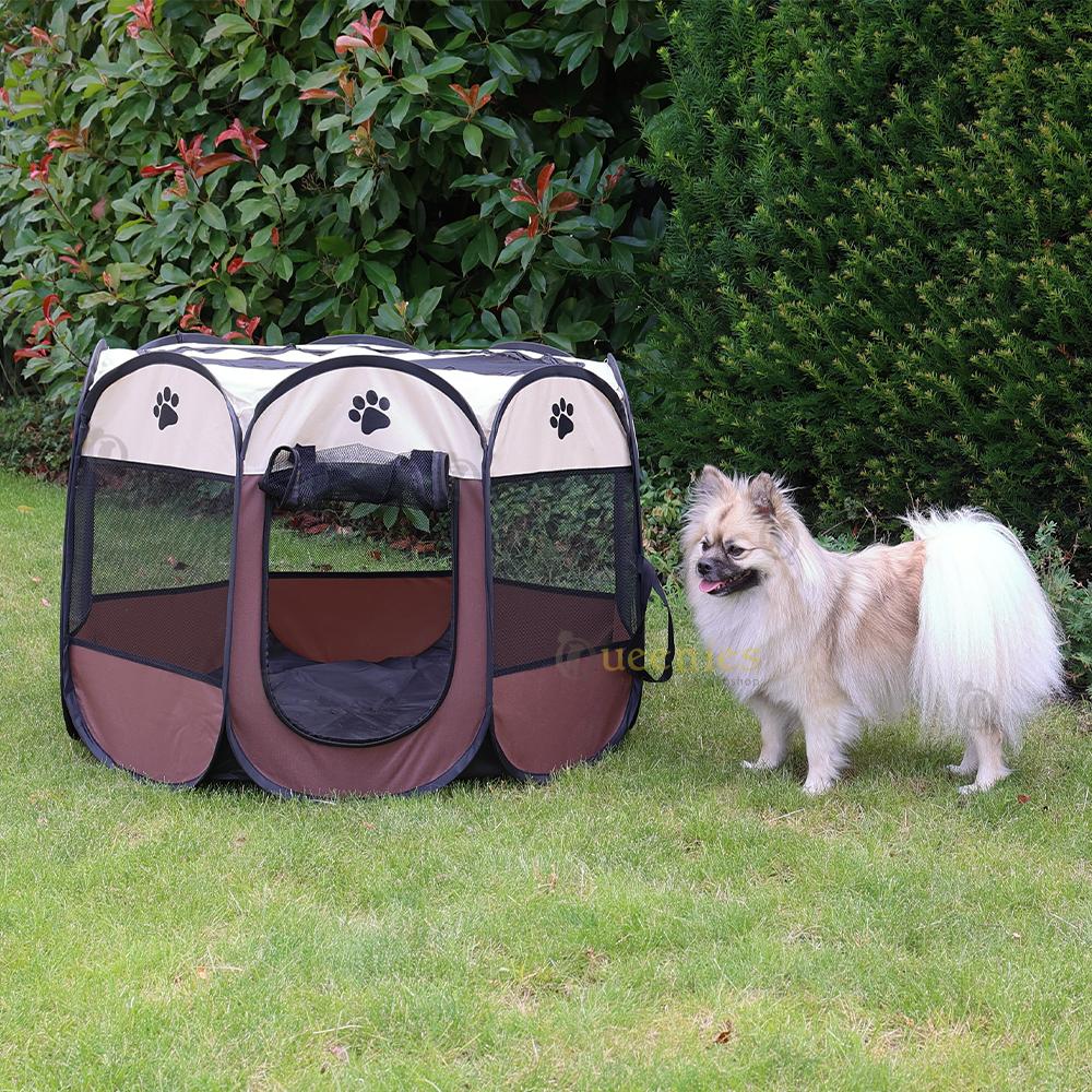 Veilig spelen met cavia, konijn of kitten