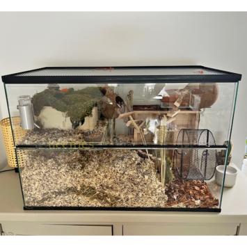 Zwart rendrad in Hamsterscape