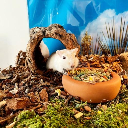 Terracotta knaagdieren voerbak met gedroogd terrarium mos