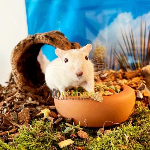 Terracotta voerbak voor Knaagdieren en Gerbil