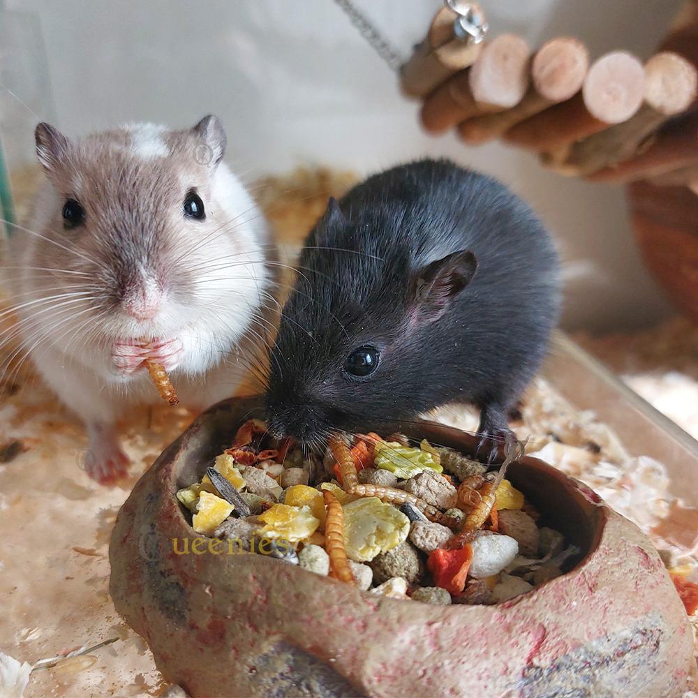 Gerbils met voerbak van steppe
