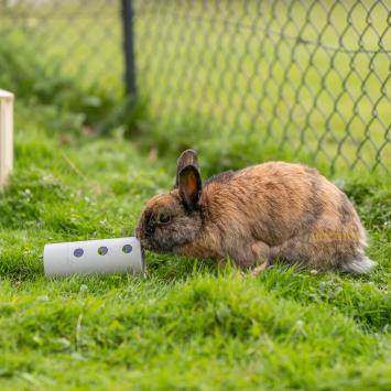 Kartonnen snack roller voor konijnen met hooi