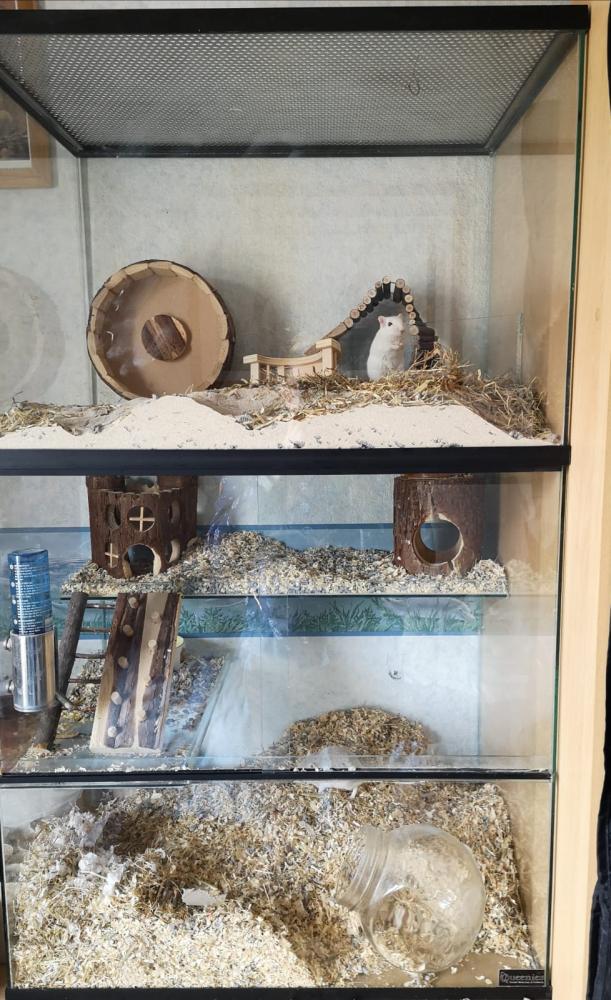 Opzetstuk Gerbilarium 60x40