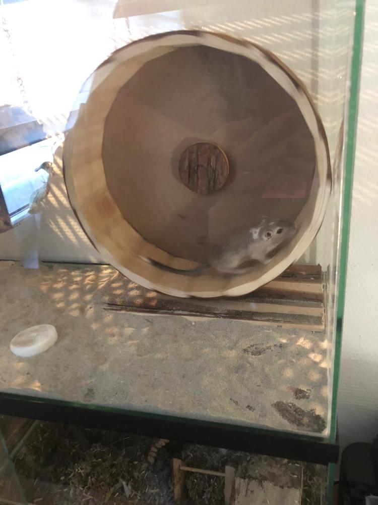 Opzetstuk Gerbilarium 75x30