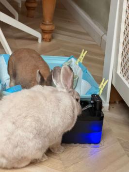 Dierenvriendelijke drinkfontein met lage drinkrand voor konijnen