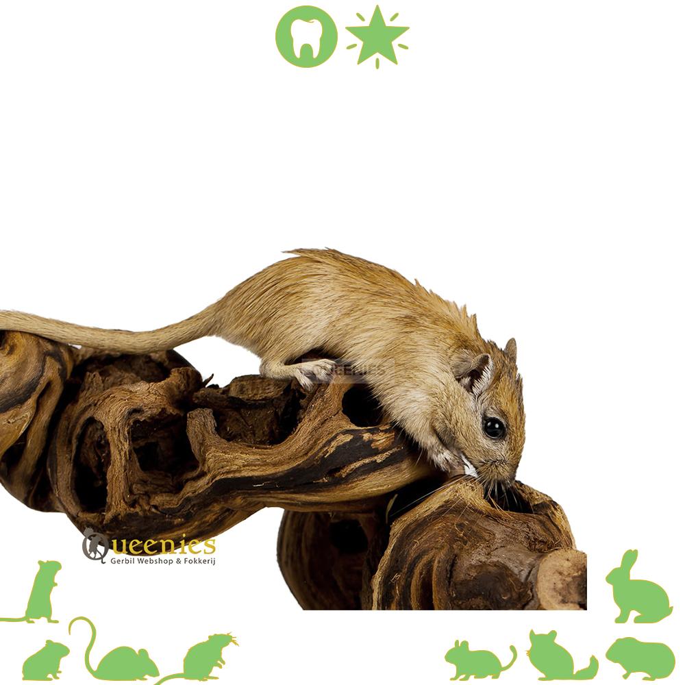 Wijnrank gezandstraald voor Gerbils