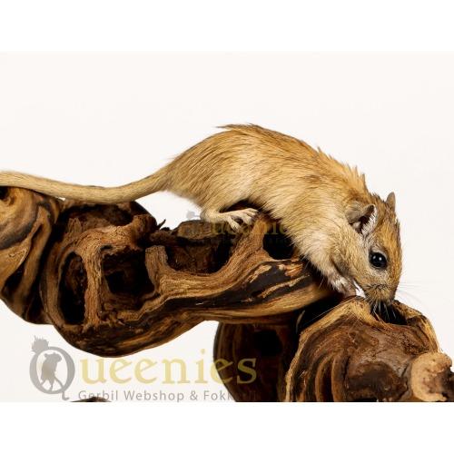 Wijnrank, gezandstraalde druiventak voor Gerbil