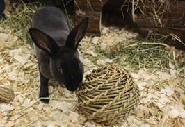 Happy Pet Speelbal Wilg Large 14x14x14