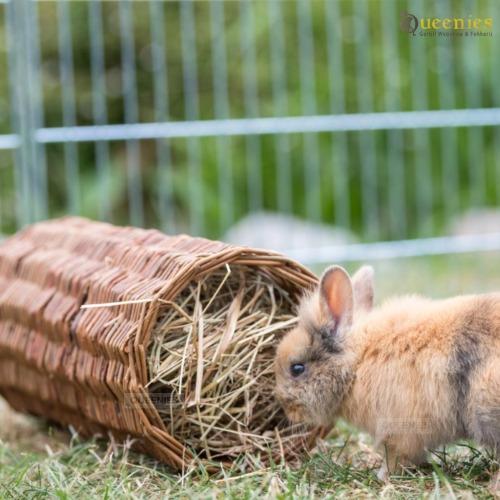 Wilgentunnel voor konijn