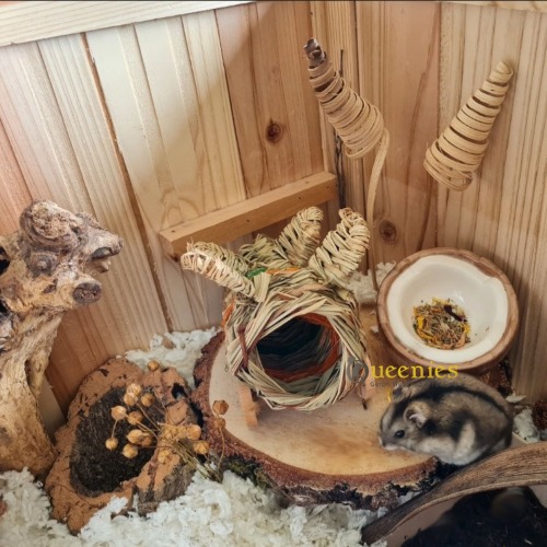 Kokosnoot in hamsterscape
